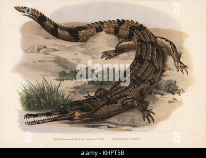 Gharial o gavial, Gavialis gangeticus (Rhamphostoma schlegelii). In pericolo critico. Handcolored litografia dal Leopold Josef Fitzinger's da cartolina di Storia Naturale (Bilder-Atlas zur wissenschaftlich-popularen Naturgeschichte, Vienna, 1864. Fitzinger era il direttore del Giardino Zoologico di Monaco di Baviera. Foto Stock