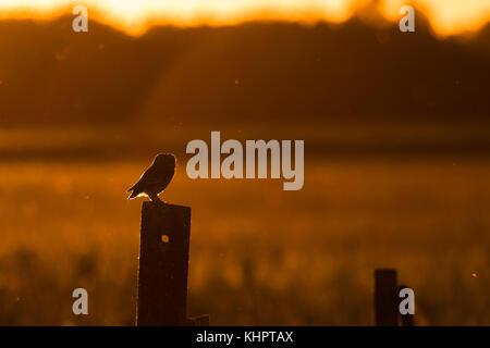 Civetta (Athene noctua) arroccato su un pallido in controluce. Foto Stock