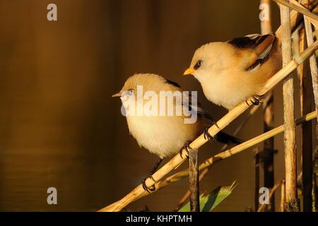 Due giovani barbuto Reedling (Panurus biarmicus) catturato close-up arroccato su una levetta del reed illuminata dal sole di mattina. Foto Stock