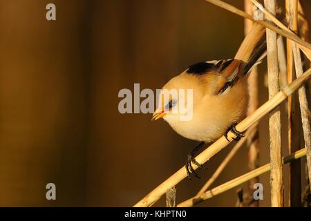 Giovani Reedling Barbuto (Panurus biarmicus) catturato close-up arroccato su una levetta del reed illuminata dal sole di mattina. Foto Stock