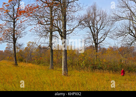 Il sentiero del parco in una giornata di vento nel tardo autunno. alti alberi decidui in piedi in prato contro uno sfondo di foresta. Foto Stock