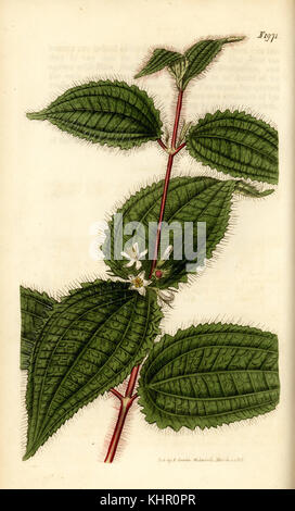 Soapbush o Koster della maledizione, Clidemia hirta (Melastoma hirtum]. Handcolored incisione su rame di Weddell da Samuel Curtis' rivista botanica, Londra, 1818. Foto Stock