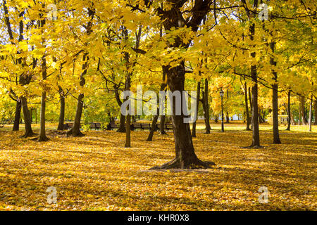 Ingiallito alberi di acero in autunno park Foto Stock