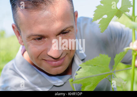 La potatura delle viti Foto Stock