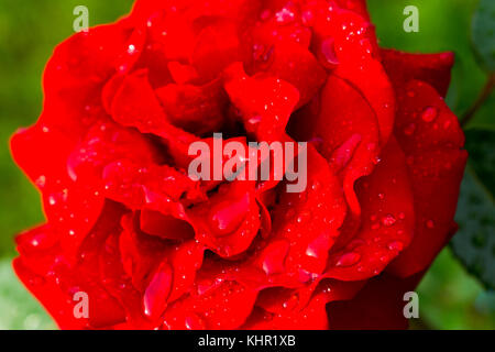 Redrose con gocce di rugiada Foto Stock
