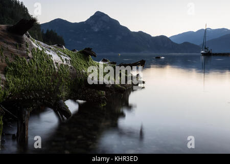 Radice di fronte all'ingresso dell'oceano con le montagne sullo sfondo. presi in porteau cove, a nord di Vancouver, BC, Canada. Foto Stock