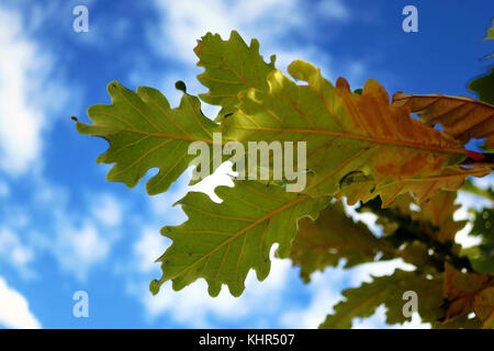 Un verde mucchio di foglie di quercia su un luminoso cielo blu in autunno. Foto Stock