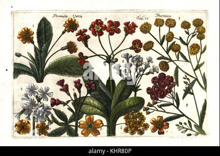 Cowslip varietà, Primula veris 1-6, e pellitory, Achillea ptarmica 7-8. Handcolored incisione su rame dopo Mario Cammerari dal Professor Filippo Arena's la natura e cultura dei fiori fisicamente esposta (la natura e la cultura di fiori fisicamente visualizzato), Palermo, Italia, 1771. Foto Stock