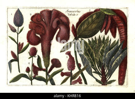 Specie di amaranto 1, principe della piuma, Amaranthus hypochondriacus 2, amore giace il sanguinamento, Amaranthus caudatus 3, globe amaranto, Gomphrena globosa 4, e redroot pigweed, Amaranthus retroflexus 5. Handcolored incisione su rame dopo Mario Cammerari dal Professor Filippo Arena's la natura e cultura dei fiori fisicamente esposta (la natura e la cultura di fiori fisicamente visualizzato), Palermo, Italia, 1771. Foto Stock