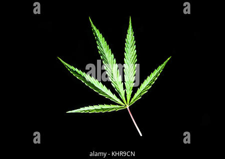 Cannabis leaf, marijuana isolate su sfondo nero Foto Stock