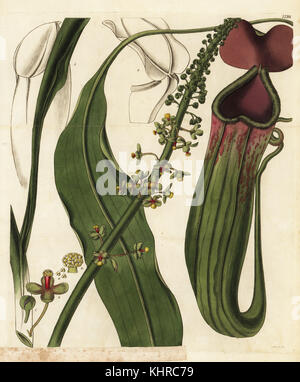 Voce maschile pianta brocca, Nepenthes distillatoria mas. Handcolored incisione su rame dalla Swan dopo una illustrazione di William Jackson Hooker da Samuel Curtis' rivista botanica, Londra, 1828. Foto Stock