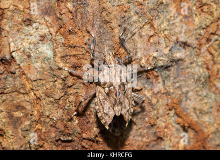 Close up poco brown marmorated stink bug (halyomorpha halys) sulla struttura ad albero marrone Foto Stock