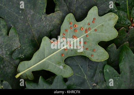 Pulsante di seta galli sul lato inferiore di farnia leaf causata dal fiele wasp neuroterus numismalis. Dorset, Regno Unito Settembre Foto Stock