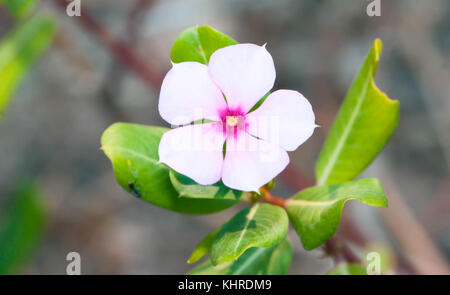 Close up rosa madagascar pervinca in giardino Foto Stock