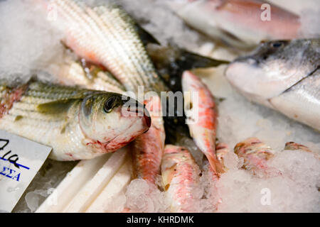 Close-up di appena catturati european sea bass o Dicentrarchus labrax su ghiaccio per la vendita in greco mercato del pesce Foto Stock
