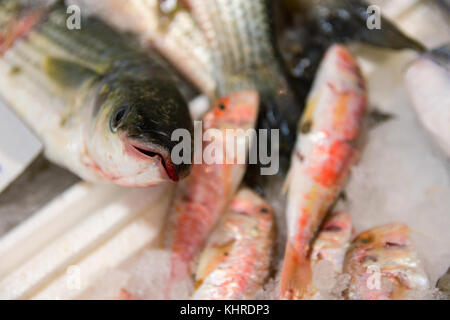 Close-up di appena catturati european sea bass o Dicentrarchus labrax su ghiaccio per la vendita in greco mercato del pesce Foto Stock