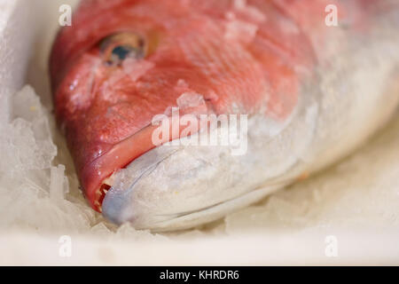 Close-up di appena catturati red snapper o Lutjanus campechanus con denti affilati su ghiaccio per la vendita in greco mercato del pesce Foto Stock