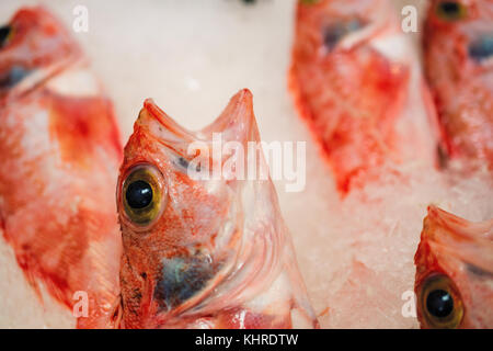 Close-up di appena catturati scorfani rossi o scorpaena scrofa su ghiaccio schierate per la vendita in greco mercato del pesce Foto Stock