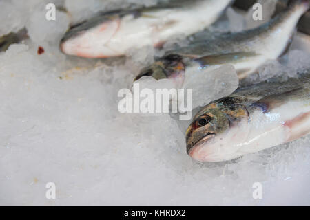 Close-up di appena catturati orata orata o Sparus aurata su ghiaccio schierate per la vendita in greco mercato del pesce Foto Stock