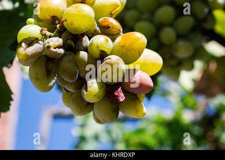 Mazzetto di ripe vino bianco uva appeso sulla vite in presenza di luce solare Foto Stock