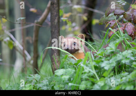 Unione martora, Martes martes, prigionieri close up ritratto mentre la caccia per il cibo tra l'erba, registri e albero durante un nuvoloso giorno d'autunno. Foto Stock