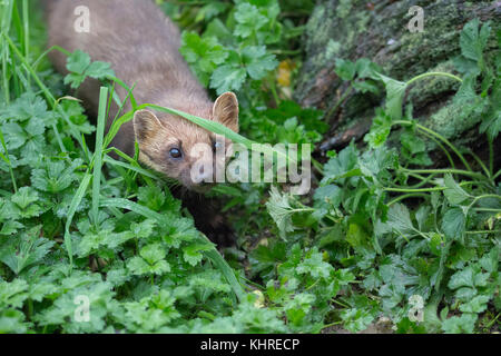 Unione martora, Martes martes, prigionieri close up ritratto mentre la caccia per il cibo tra l'erba, registri e albero durante un nuvoloso giorno d'autunno. Foto Stock