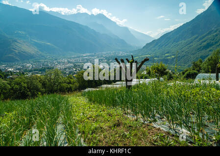 Le coltivazioni biologiche in Saint Jean de Maurienne montagne in Francia Foto Stock