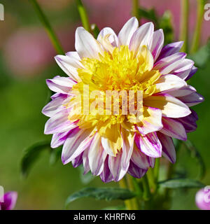 Due colorati Fiore Dahlia su uno sfondo di un aiuola. Foto Stock