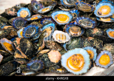 Le patelle fresca in un mercato del pesce, Mercado dos Lavradores, Funchal, Madeira, Portogallo Foto Stock