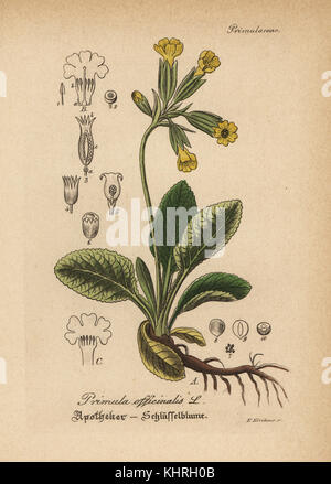 Cowslip, Primula veris (Primula officinalis). Handcolored incisione su rame dal dott. Willibald Artus' Hand-Atlas sammtlicher mediinisch-pharmaceutischer Gewachse, (manuale di tutti i presidi medico-impianti farmaceutici), Jena, 1876. Foto Stock