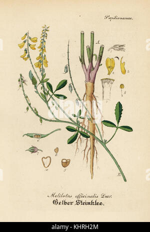 Giallo trifoglio dolce o melilot, Melilotus officinalis. Handcolored incisione su rame dal dott. Willibald Artus' Hand-Atlas sammtlicher mediinisch-pharmaceutischer Gewachse, (manuale di tutti i presidi medico-impianti farmaceutici), Jena, 1876. Foto Stock