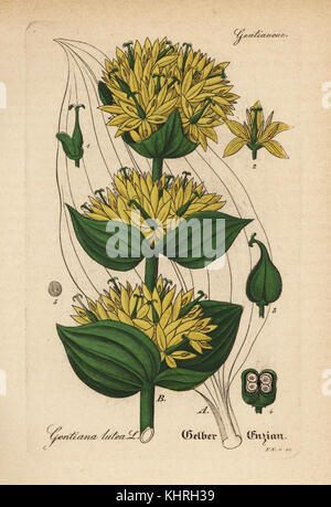 Grande giallo, genziana lutea Gentiana. Handcolored incisione su rame dal dott. Willibald Artus' Hand-Atlas sammtlicher mediinisch-pharmaceutischer Gewachse, (manuale di tutti i presidi medico-impianti farmaceutici), Jena, 1876. Foto Stock