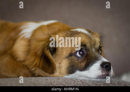 Un giovane di razza mista guarda pup speriamo che ciò che la vita potrebbe portare tutto ciò. Foto Stock