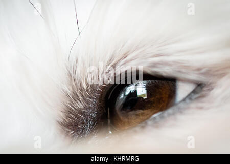 L'occhio di un bianco havanese shot con un obiettivo macro. Foto Stock