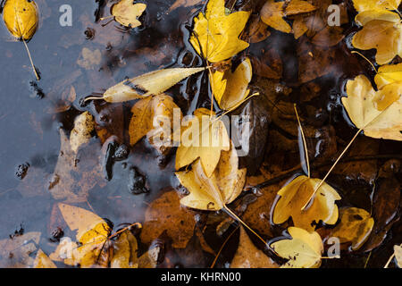 Foglie di autunno nella pozza di acqua Foto Stock