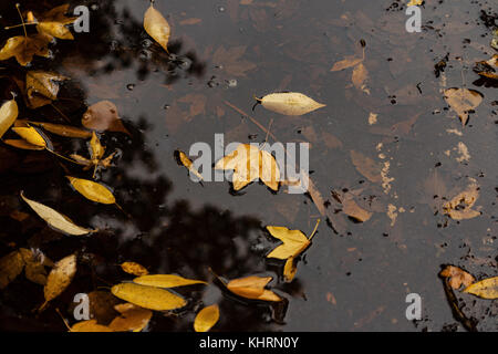 Foglie di autunno nella pozza di acqua Foto Stock