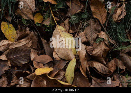 Foglie di autunno sul terreno Foto Stock