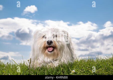 Piccolo havanese bianco si trova a prato e guardare da vicino la fotocamera. Foto Stock