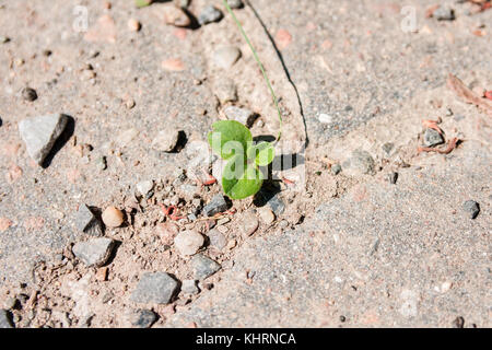 Close-up di piccoli pianta verde crescente attraverso le crepe nel calcestruzzo asfalto Foto Stock