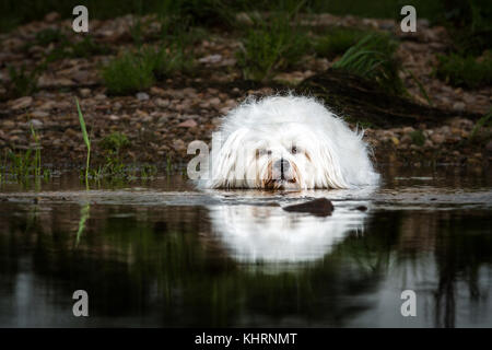 Di piccole dimensioni e di colore bianco havanese è in acqua e di guardare direttamente la fotocamera. Foto Stock