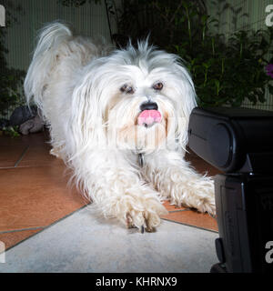 Un po' di havanese bianco appare in un flash. Foto Stock