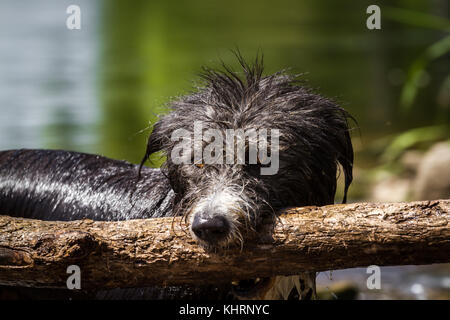 Razza cane nel recupero di un gran bastone. Foto Stock