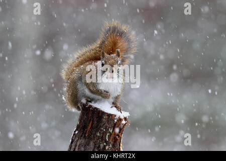 Uno scoiattolo rosso americano Tamiasciurus hudsonicus in una tempesta di neve d'inverno Foto Stock