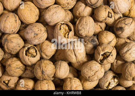 Raccolte a mano comuni (Inglese) tipo di noci (Juglans regia) Foto Stock