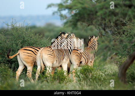 Pianure (Burchells) zebre (Equus burchelli) in habitat naturale, Sud Africa Foto Stock