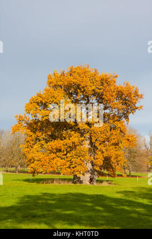 Quercus robur, comunemente noto come Quercia farnia, Quercia europea o rovere in inglese Foto Stock