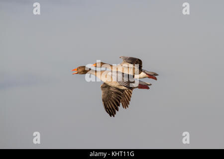 Un branco di oche graylag (Anser anser) in volo Foto Stock