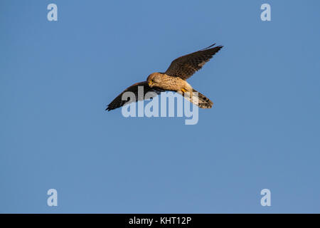 Un comune femmina gheppio (Falco tinnunculus) noto anche come appena gheppio in bilico in cerca di prede. Foto Stock