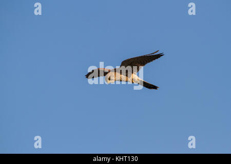 Un comune femmina gheppio (Falco tinnunculus) noto anche come appena gheppio in bilico in cerca di prede. Foto Stock