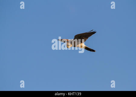 Un comune femmina gheppio (Falco tinnunculus) noto anche come appena gheppio in bilico in cerca di prede. Foto Stock